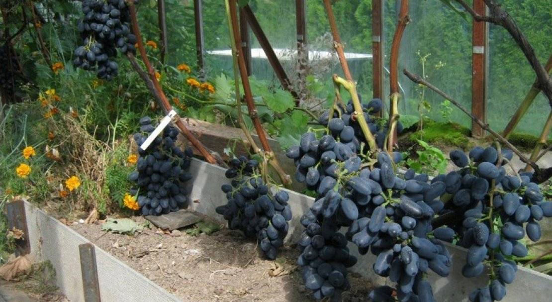 Виноград чарли: описание сорта и его фото, характеристика и особенности выращивания, болезни и вредители | сортовед