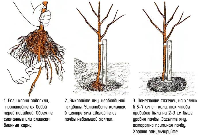 Особенности пересадки вишни осенью. как правильно провести процедуру, учитывая возраст дерева