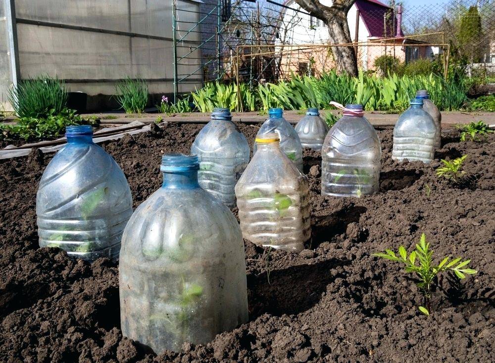 Посадка огурцов в 5 литровых бутылках: как выращивать с видео