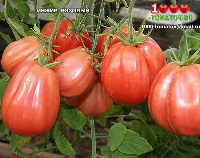 Характеристика и особенности выращивания томата инжир красный