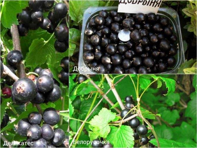 Лучшие сорта черной смородины для подмосковья - сад и огород