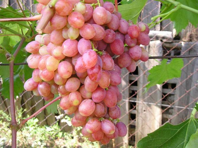 Виноград без косточек: 15 популярных сортов кишмиша