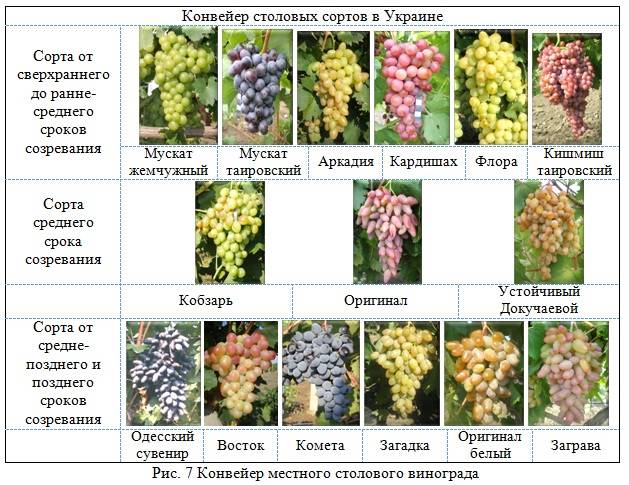 Описание сорта винограда Преображение и характеристика сроков созревания