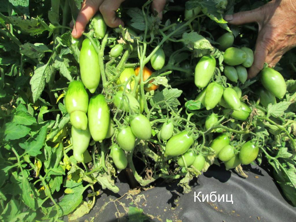 Характеристики сорта томата чибис 0,1 г и как его выращивать