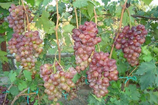 ✅ виноград сорта низина видео. описание винограда низина, особенности выращивания, преимущества и недостатки сорта - живой-сад.рф