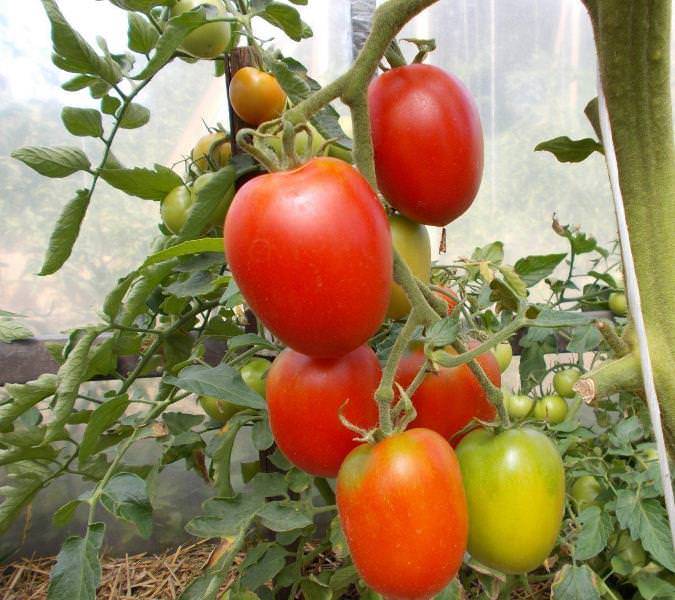 Лучшие низкорослые сорта томатов для теплицы подмосковья, сибири, урала, средней полосы, северо-западных регионов: описание, характеристика, фото