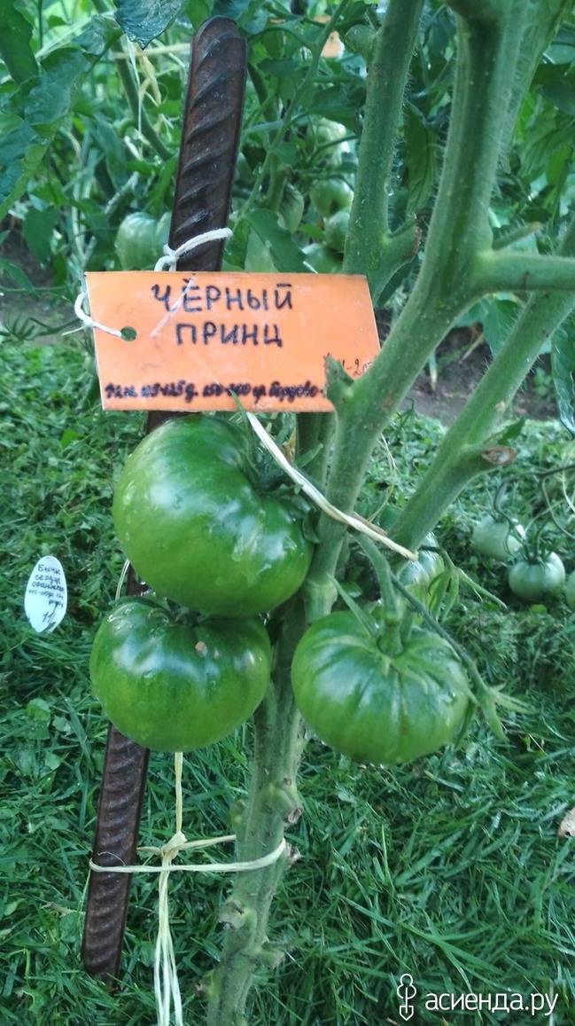 Томат сибирский малахит отзывы фото урожайность