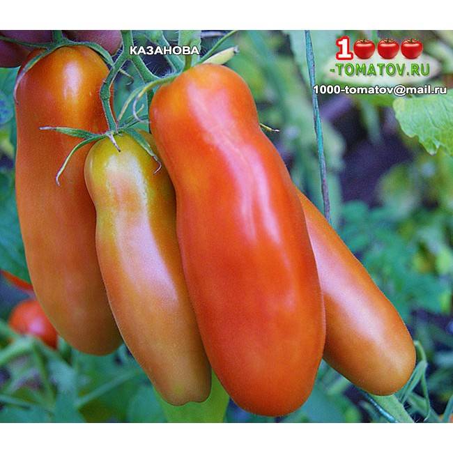 Среднеспелый, высокоурожайный и необычный по форме томат «казанова»: отзывы фермеров и советы по выращиванию
