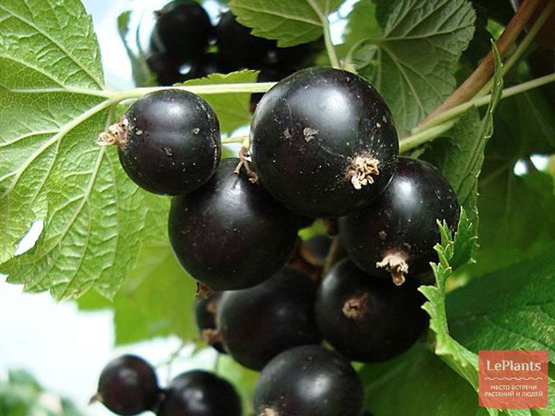 Сорта черной смородины для сибири: 25 лучших с описанием и характеристиками