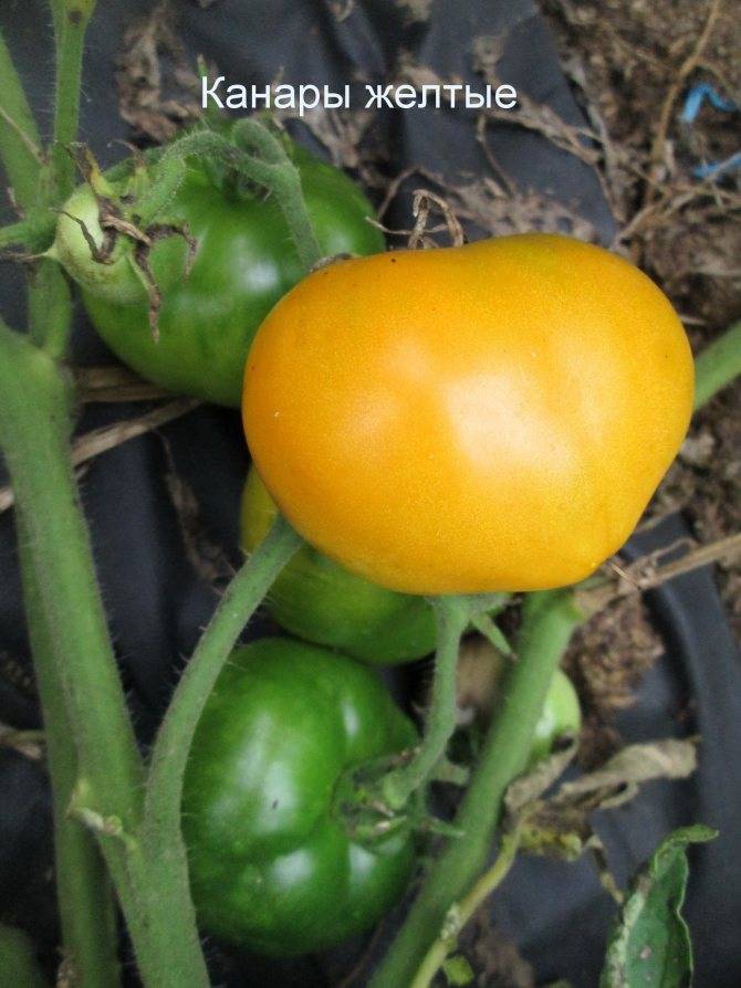 Сорт томата канопус: описание, фото, отзывы, свойства, выращивание, посадка и уход, урожайность