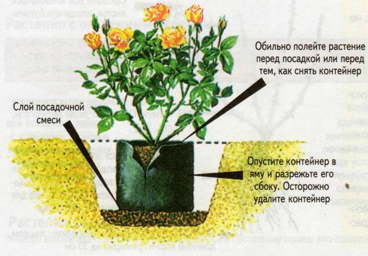 Как посадить и ухаживать за адонисом амурским, весенним, красным: полив, удобрение