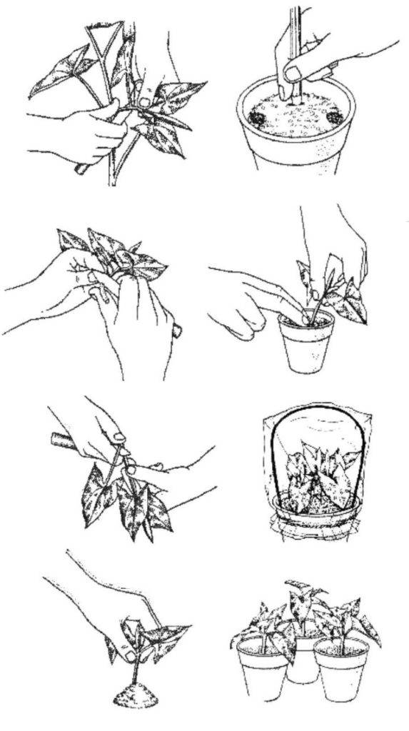 Правила черенкования хризантем в домашних условиях, способы размножения