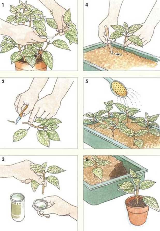 Черенкование хризантем: как размножить хризантему