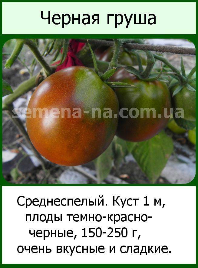 Томатный сорт груша красная — описание и выращивание
