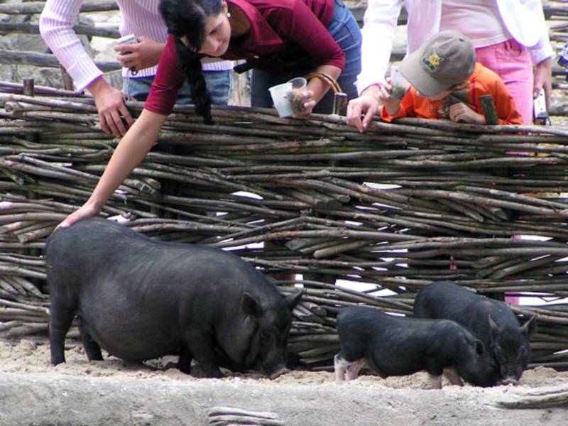 Продолжительность жизни свиней