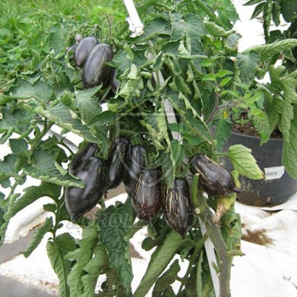 Любимец огородников — томат гном бой с тенью: особенности выращивания сорта и описание