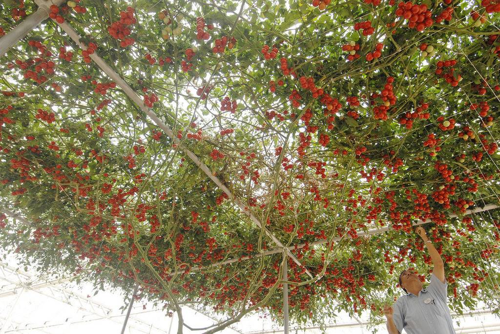 Выращивание помидорного дерева в открытом грунте и уход за ним