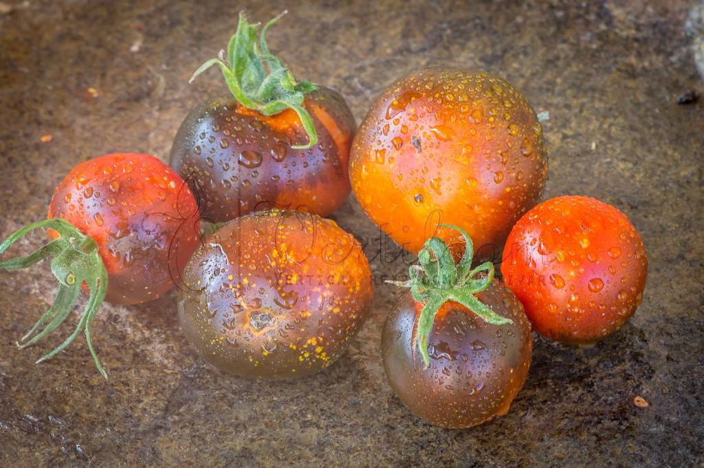 Томат оранж: характеристика и описание сорта и гибрида f1, отзывы тех кто сажал помидоры об их урожайности, фото семян