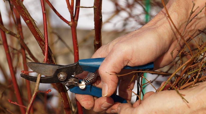 Как обрезать голубику весной: пошаговая инструкция для начинающих садоводов