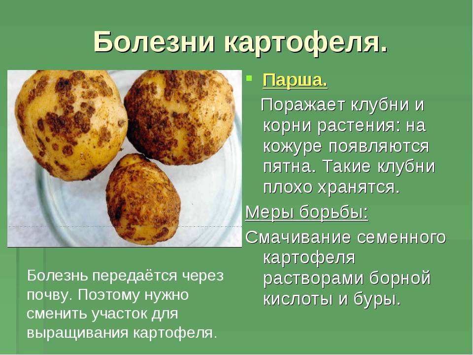 Болезни картофеля: фото, описание и меры борьбы с ними | домашняя ферма