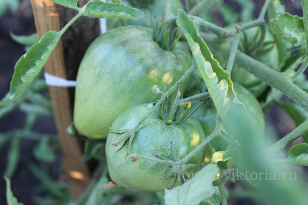 Новые сорта томатов сибирской селекции на 2021 год для открытого грунта, парника и теплицы из поликарбоната