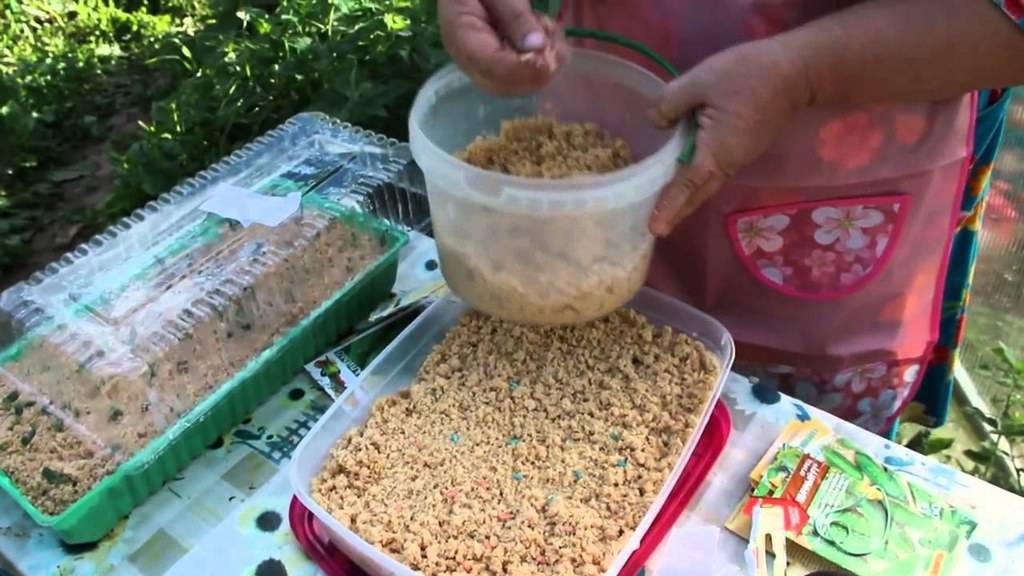 Как правильно прорастить семена огурцов перед посадкой