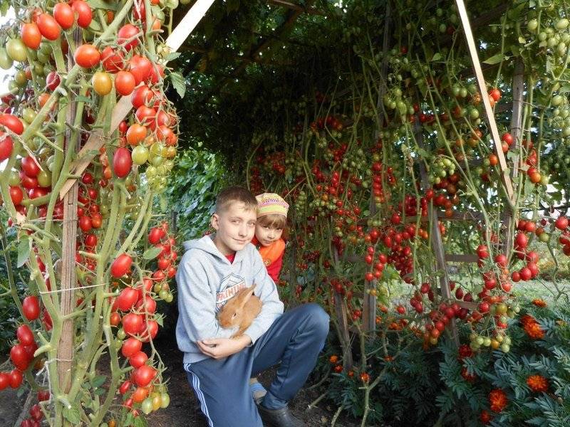 Цифомандра — выращиваем томатное дерево в комнате. уход в домашних условиях. фото — ботаничка.ru
