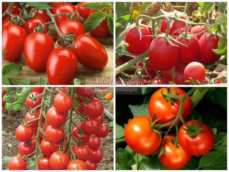 Лучшие сорта: томаты для урала в теплице и открытом грунте
