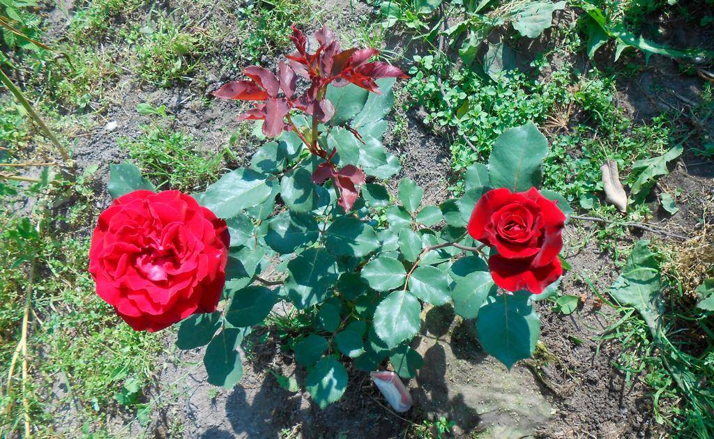 Роза черная магия (black magic) — что это за редкий сорт, описание