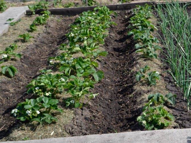 Выращивание клубники: агротехника посадки, как растет в открытом грунте, на участке и на огороде, способы и технология применения агроволокна