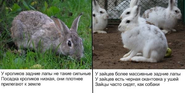 Отличия зайца от кролика и можно ли их скрещивать?