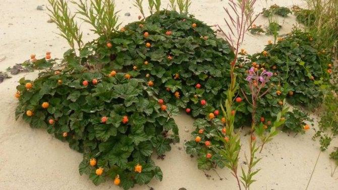 Ягода морошка: выращивание в саду на даче из семян и рекомендации, как вырастить хороший урожай (с фото и видео)