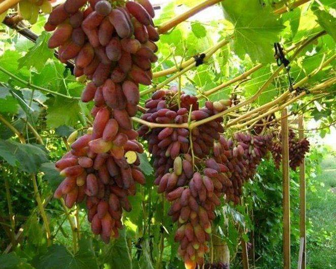 Виноград маникюр фингер: краткое описание сорта, краткая характеристика, особенности выращивания