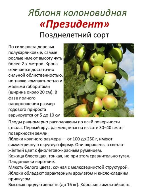 О яблоне спартак: описание и характеристики сорта, посадка и уход