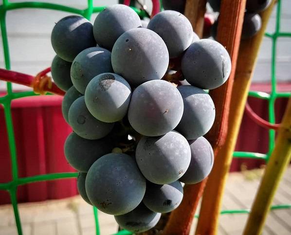 Виноград зилга: описание сорта с характеристикой и отзывами, особенности посадки и выращивания, фото