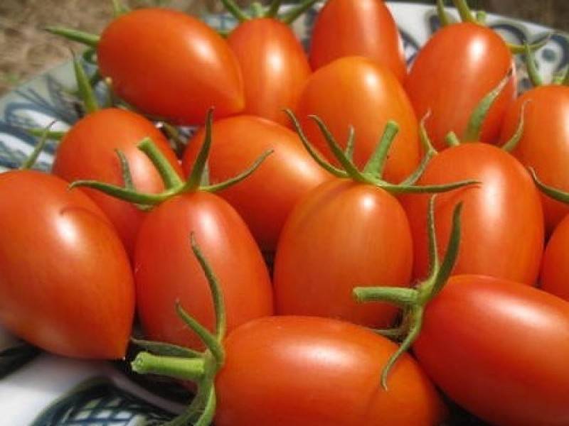 Общее описание томата пламя, выращивание рассады и урожайность