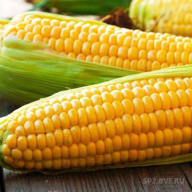 Какой сорт кукурузы подойдет для средней полосы россии