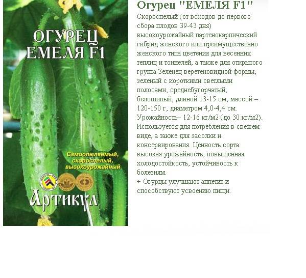 Сорт огурцов маринда f1: описание гибрида корнишонов, отзывы, фото и показатели урожайности