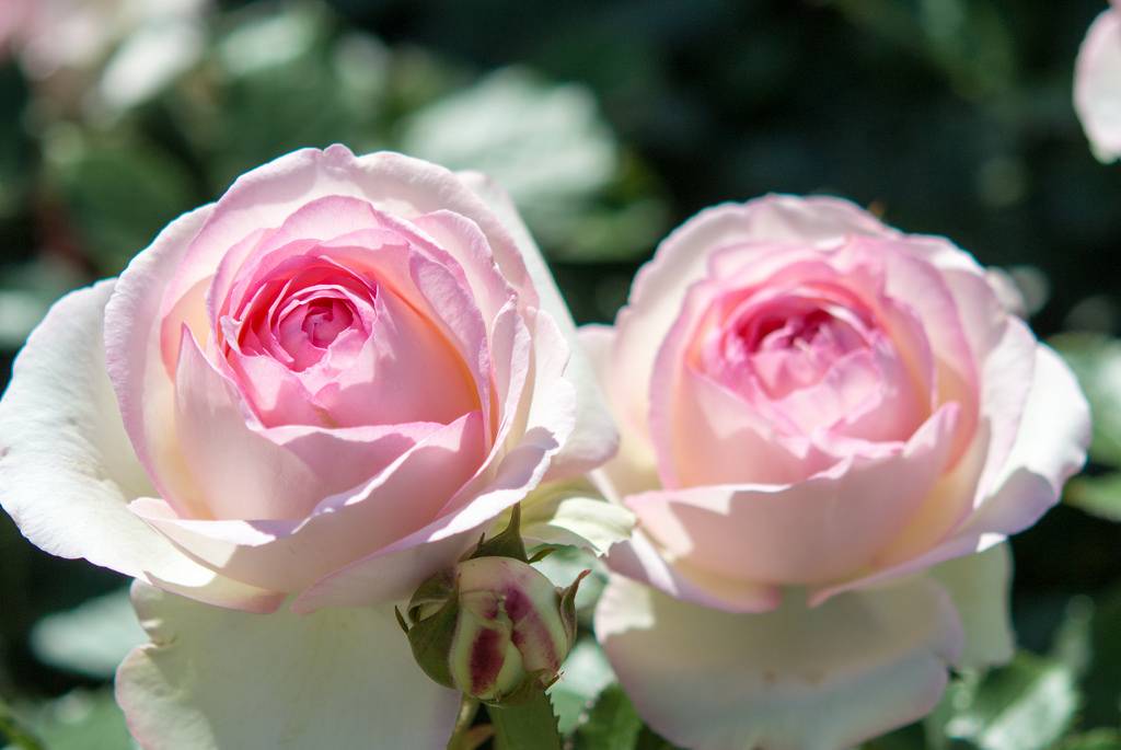 Описания сорта розы “пьер” (плетистая) с отзывами и уходом