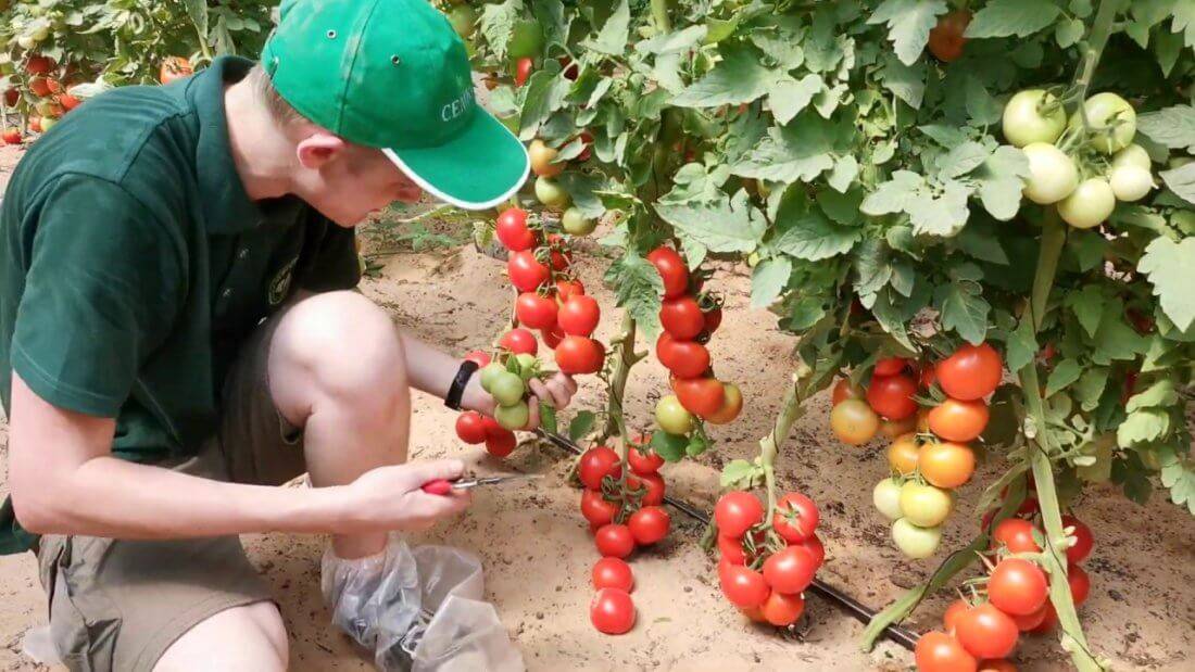 Семена томат принц боргезе: описание сорта, фото. купить с доставкой или почтой россии.