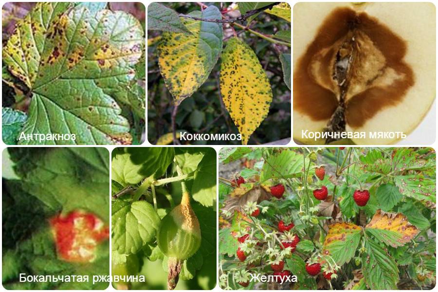 Болезни грушевых деревьев: 19 распространенных заболеваний и борьба с ними