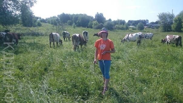 Выпас скота на пастбище, правила использования полей для выпаса