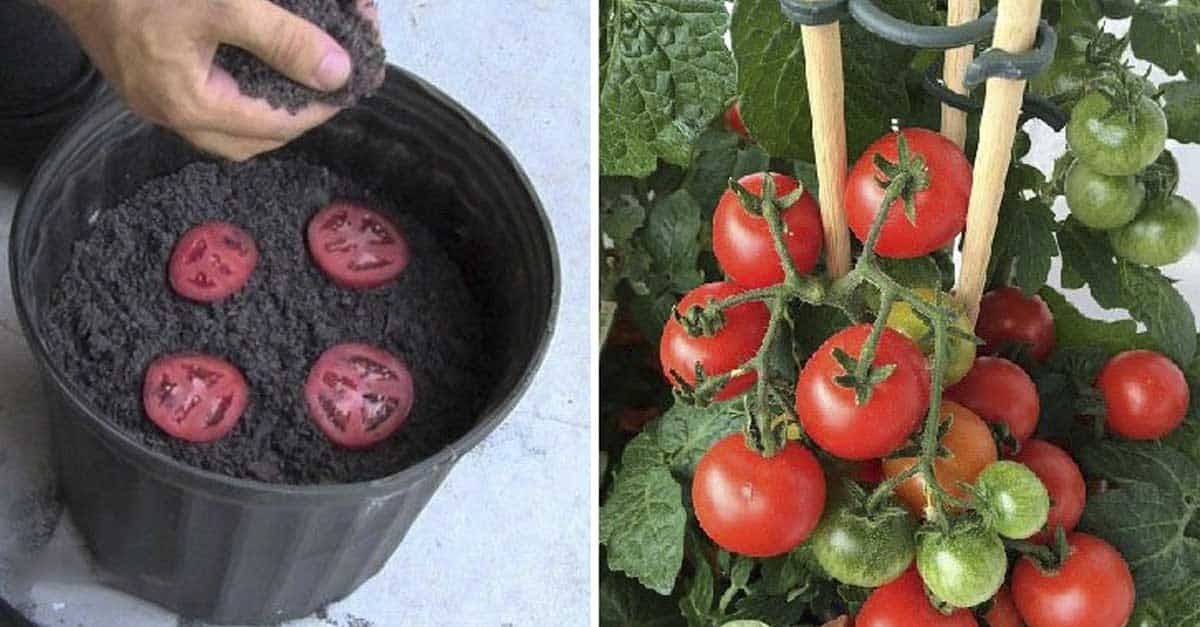 «ленивый» способ выращивать помидоры
