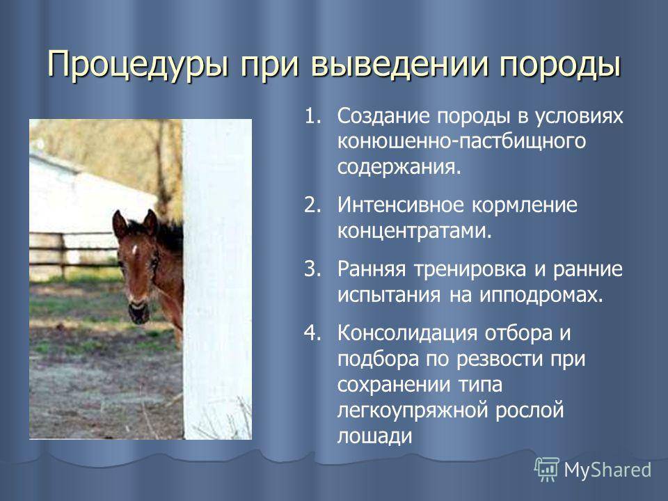Порода лошадей орловский рысак: описание, содержание, уход