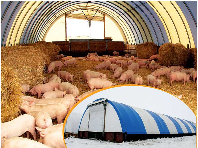 Разведение свиней, свиноводство в домашних условиях