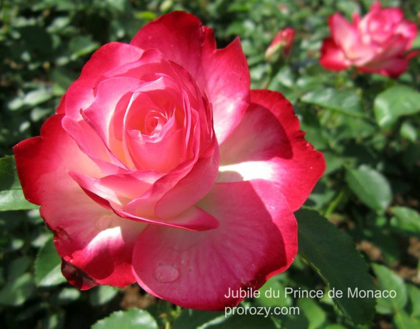 Роза принцесса монако: фото, отзывы, описание чайно-гибридного сорта, посадка и уход, выращивание, обрезка, морозостойкость, подкормка