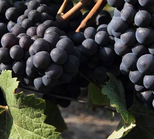 Виноград пино нуар: что нужно знать о нем, описание сорта, отзывы