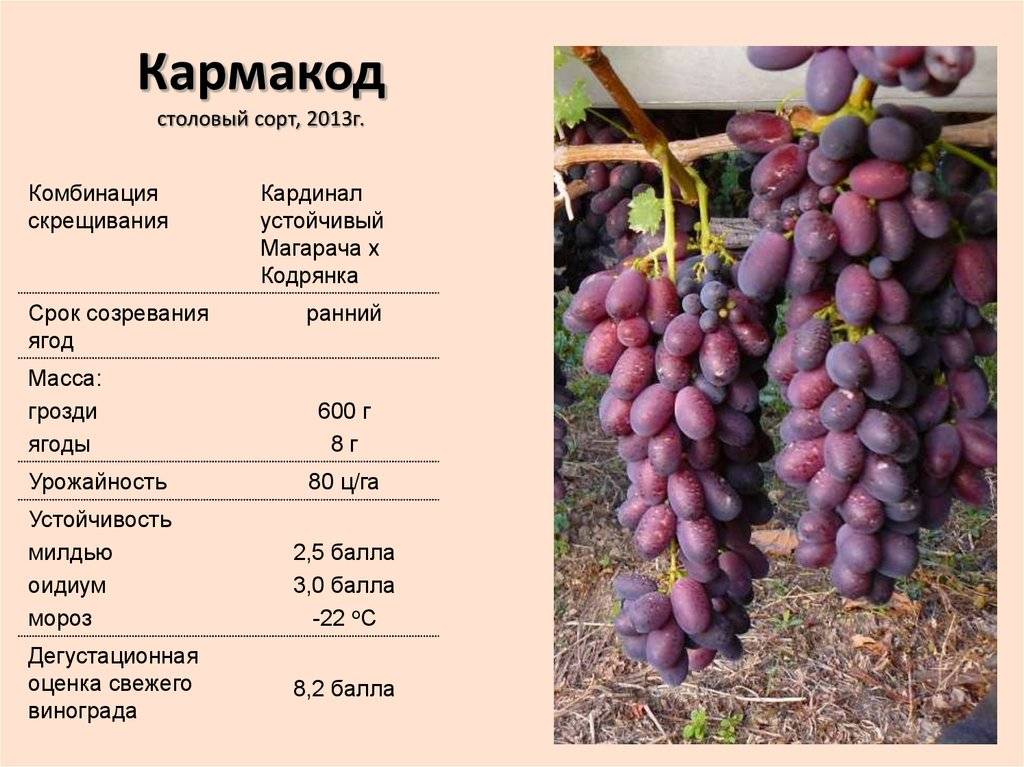 Описание сорта, отзывы и правила выращивания винограда гелиодор