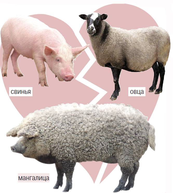Венгерская мангалица свинья. описание, особенности, разведение и уход за венгерской мангалицей