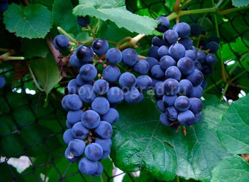 Виноград "арочный": характеристика сорта, описание особенностей урожая и агротехники выращивания, его достоинства и недостатки